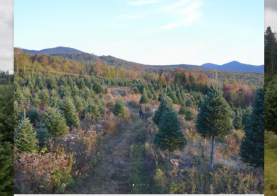 Beloin Evergreens